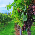 Cofanetto regalo WINE O'CLOCK : Sorsi Segreti 