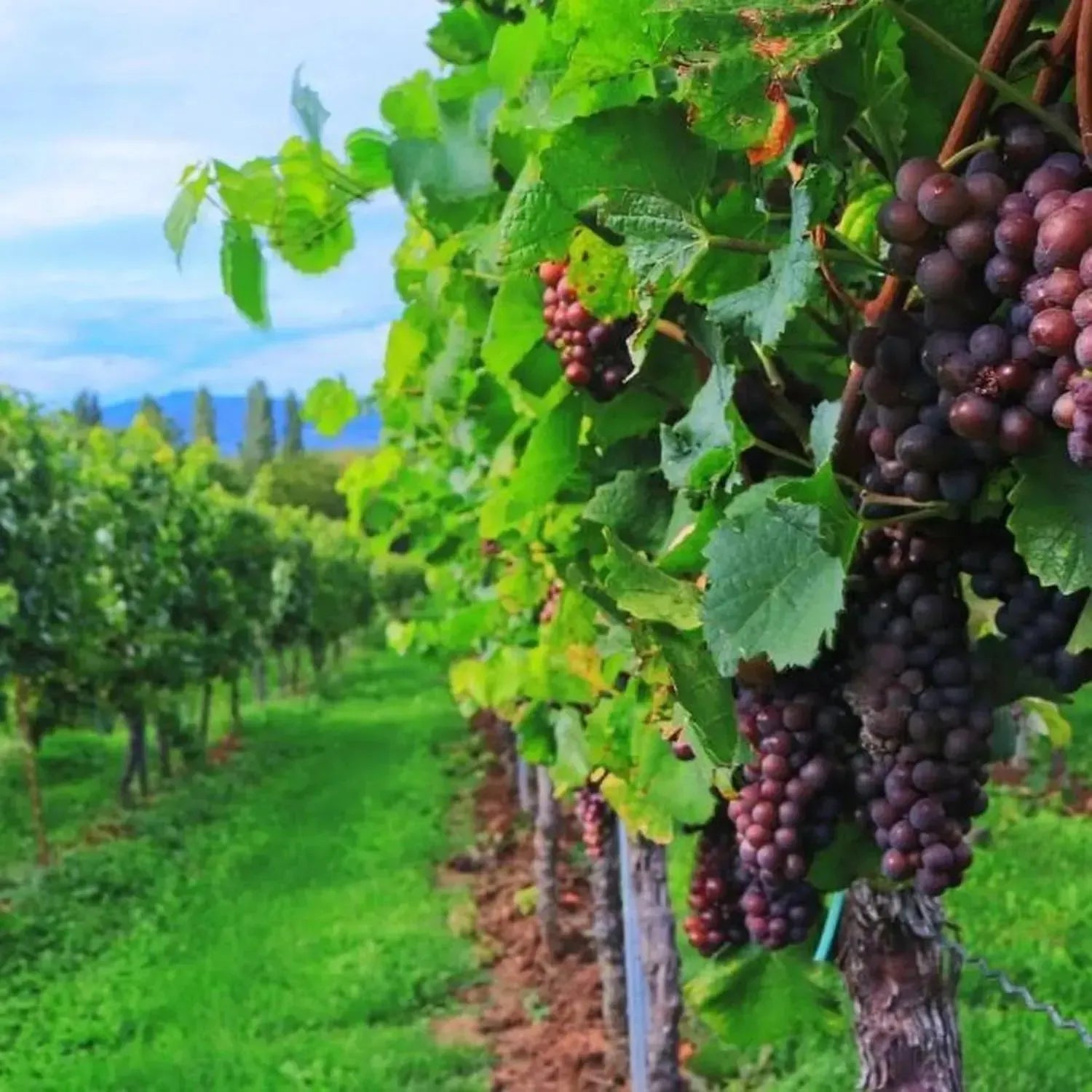 Cofanetto regalo WINE O'CLOCK : Sorsi Segreti 