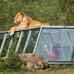 Coffret cadeau : Sortie magique en famille au Zoo 