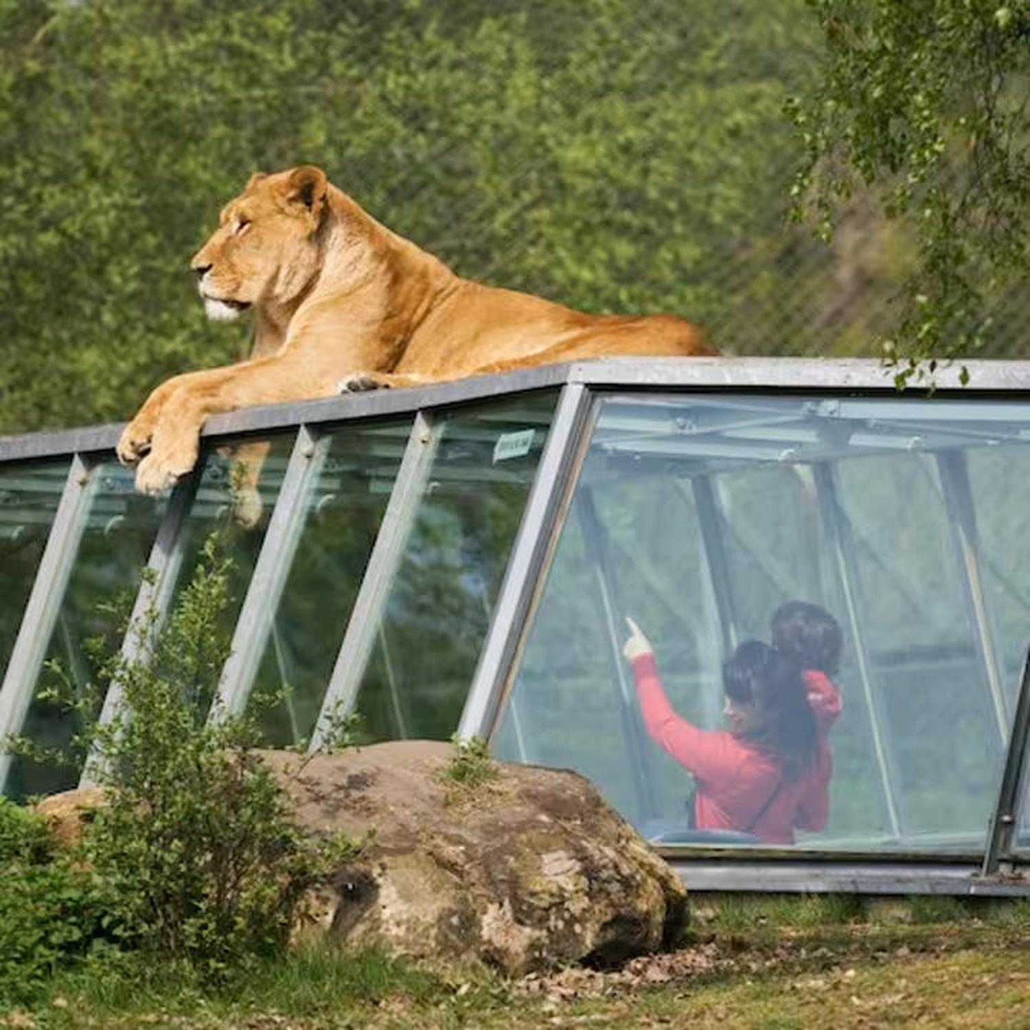 Coffret cadeau : Sortie magique en famille au Zoo 