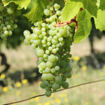 Coffret cadeau TWIL : Vins d'exception à domicile 