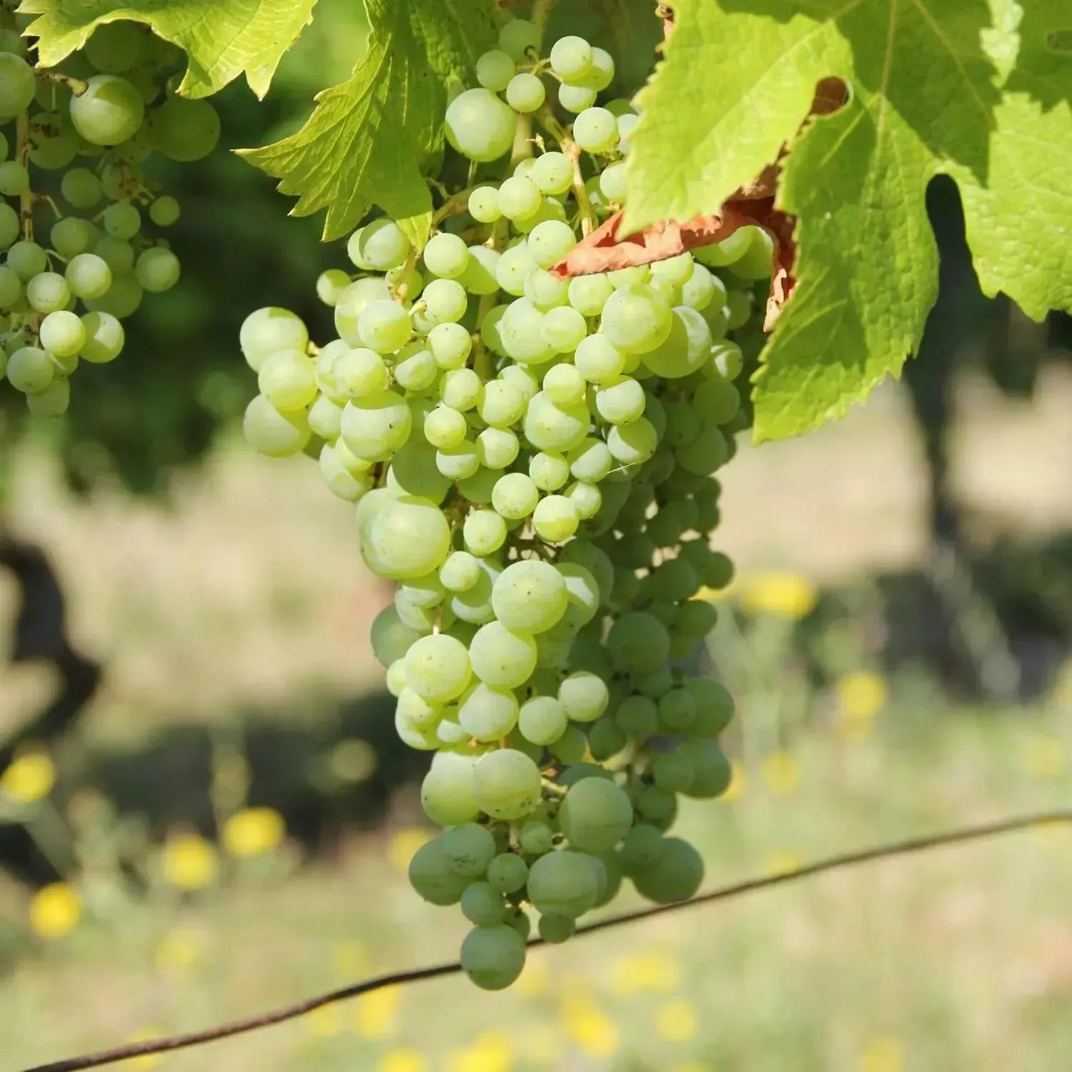 Coffret cadeau TWIL : Vins d'exception à domicile 